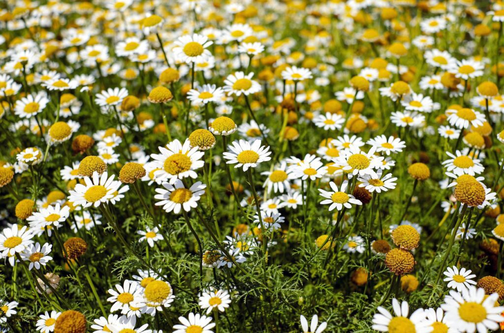 growing organic chamomile