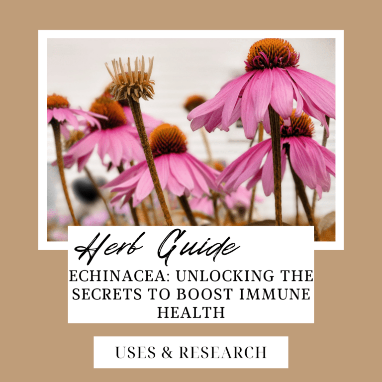 ECHINACEA: Unlocking the Secrets to Boost Immune Health