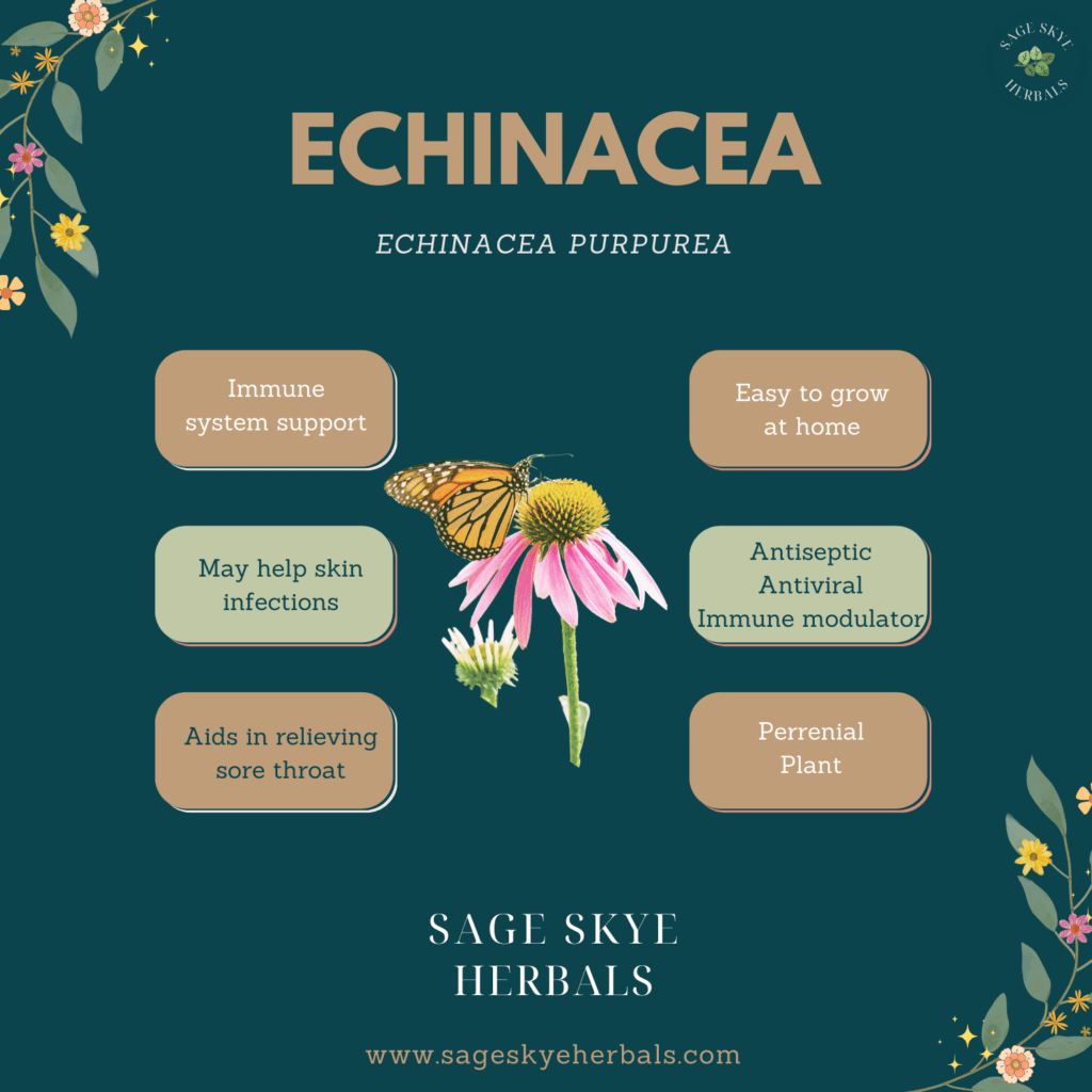 Echinacea