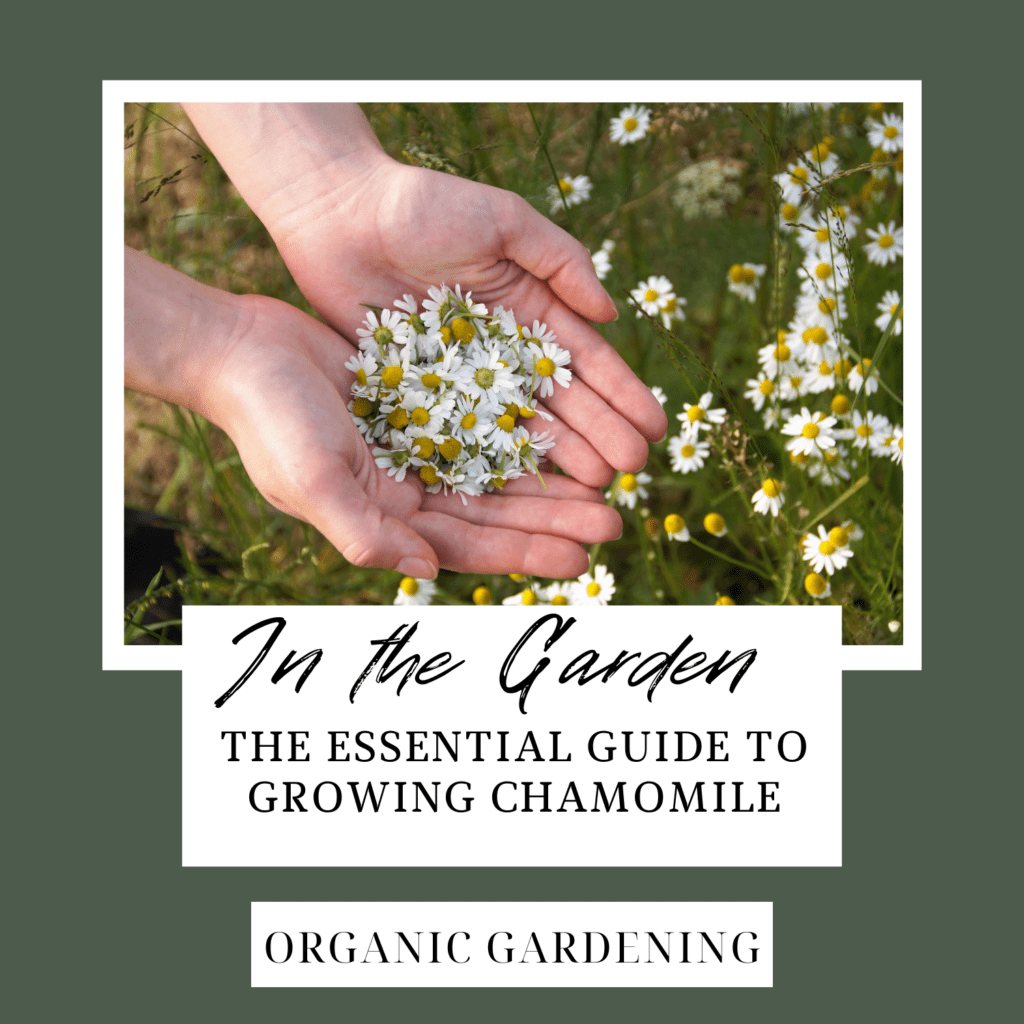 The Essential Guide to Growing Organic Chamomile