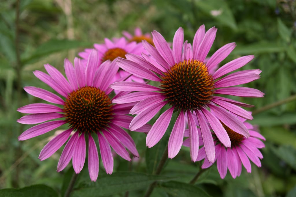 Purple Coneflower